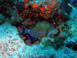 Taken on the Nekton Pilot divesite called Hawksbill with ... by Cheri Denn 